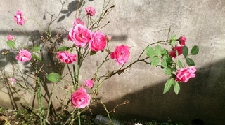 20150516093328847.jpg