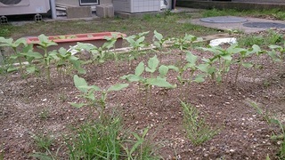 ひまわり